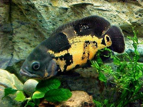 http://www.akvariumas.net/duomenu_baze/zuvys/pictures/astronotus_ocellatus.jpg