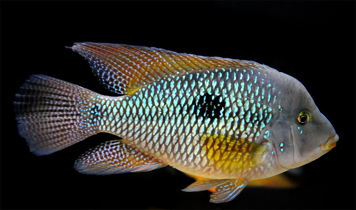 Geophagus brasiliensis(Perlinis cichlidas)