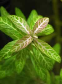 Hygrophila polysperma “Rosanervig”