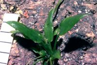 Cryptocoryne nevillii