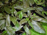 Cryptocoryne wendtii