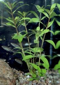 Hygrophila polysperma