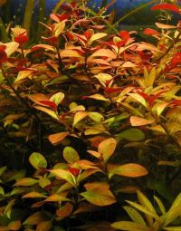 Ludwigia repens