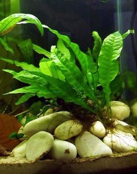 Microsorum pteropus Java fern