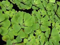 Pistia stratiotes