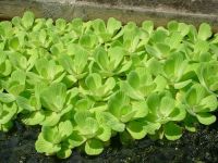 Pistia stratiotes