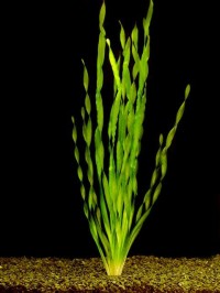 Vallisneria asiatica