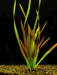 Vallisneria gigantea