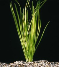 Vallisneria spiralis