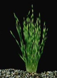 Vallisneria tortifolia