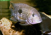 Aequidens rivulatus