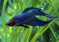 Betta Splendens (Gaidukas)