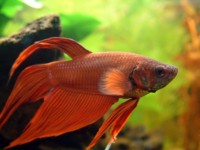 Betta Splendens (Gaidukas)