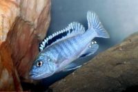 Melanochromis joanjohnsonae