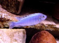 Melanochromis joanjohnsonae