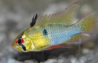 Microgeophagus ramirezi