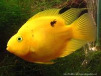 Parrot Cichlid (Papūga) 