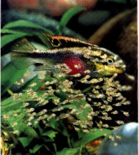 Pelvicachromis pulcher