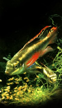 Pelvicachromis pulcher