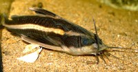 Platydoras costatus