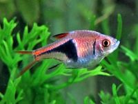 Rasbora