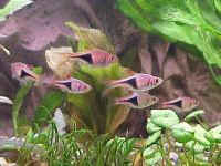 Rasbora