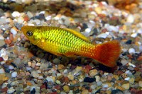 Xiphophorus variatus