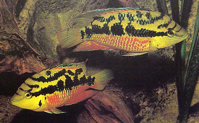 Cichlasoma salvini (Salvini Cichlid)