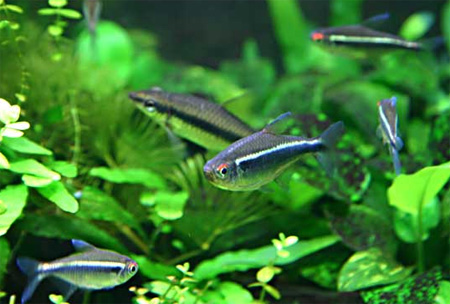 Hyphessobrycon Herbertaxelrodi (Juodasis neonas)