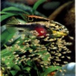 Pelvicachromis pulcher