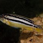 Melanochromis auratus