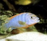 Labidochromis sp. "Hongi"