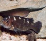 Pseudotropheus crabro