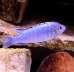 Melanochromis joanjohnsonae