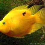 Parrot Cichlid (Papūga)