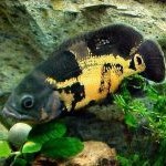 Astronotus ocellatus