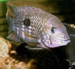 Aequidens rivulatus (Green terror)