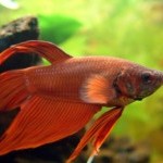 Betta Splendens (Gaidukas)