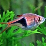 Trigonostigma heteromorpha (Rasbora)