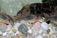 Corydoras gentis