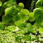 Hydrocotyle leucocephala