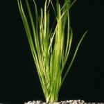 Vallisneria spiralis (Valisnerija)