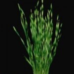 Vallisneria tortifolia