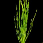 Vallisneria asiatica