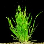 Vallisneria spiralis var. torta