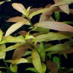 Hygrophila polysperma