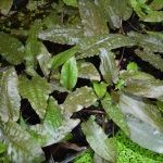 Cryptocoryne wendtii "brown"