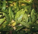 Cryptocoryne affinis