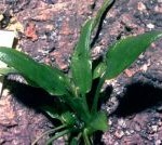 Cryptocoryne nevillii