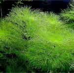 Limnophila aquatica